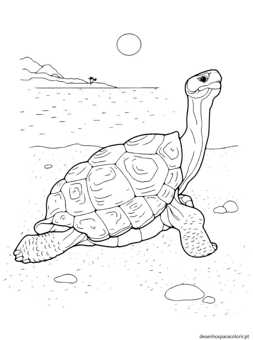 Desenhos de tartarugas 20